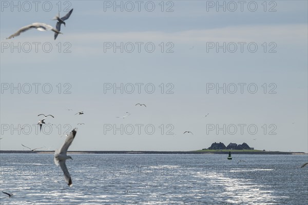 Seagulls in flight, in the background Hallig Hooge, North Frisia, Schleswig-Holstein, Germany,