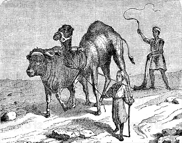 Agriculture, tillage in Egypt, ploughing with a plough drawn by camel and cattle, 1880, Historical,