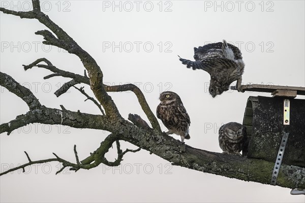 Little owls (Athene noctua), Emsland, Lower Saxony, Germany, Europe