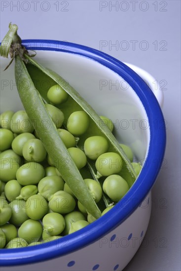 Fresh green peas and pea pod in pot, Pisum sativum