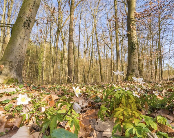 Wood anemone (Anemonoides nemorosa) (syn.: Anemone nemorosa) blooming white between autumn leaves