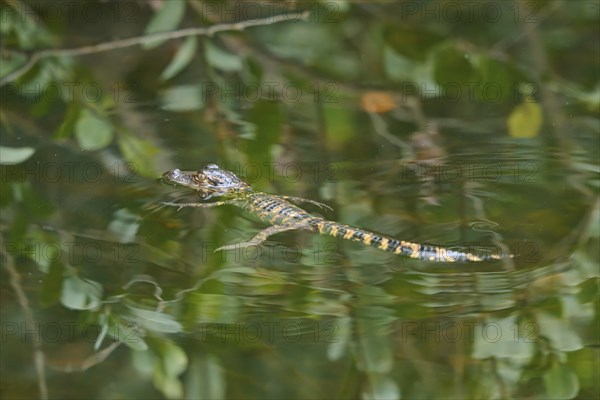 American baby alligator (Alligator mississippiensis), in the water, spring, Shark valley,