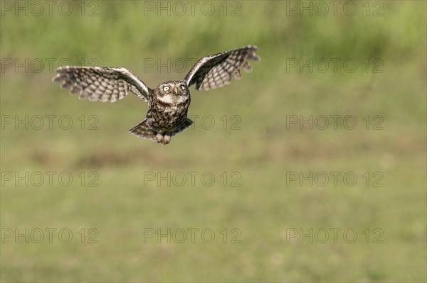 Little owl (Athene noctua), flying, Emsland, Lower Saxony, Germany, Europe