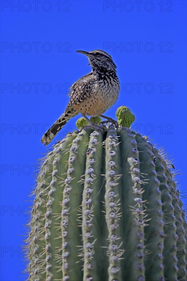Cactus wren (Campylorhynchus brunneicapillus), adult, on saguaro cactus, Sonoran Desert, Arizona,