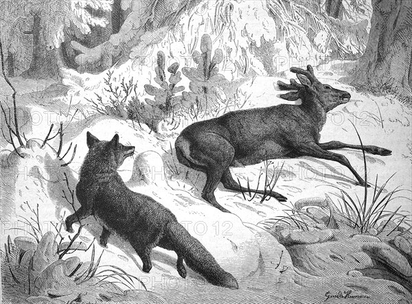 Fox sneaking up on a dead roebuck in winter, looking for food, illustration from 1880, historical,
