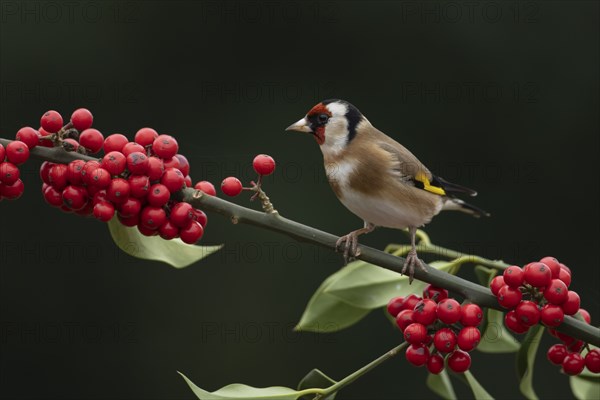 European goldfinch (Carduelis carduelis) adult bird on a Holly tree branch with red berries in