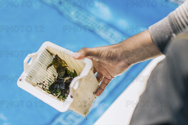 Hand holding swimming pool filter basket. Man cleaning garbage filter basket for swimming pool