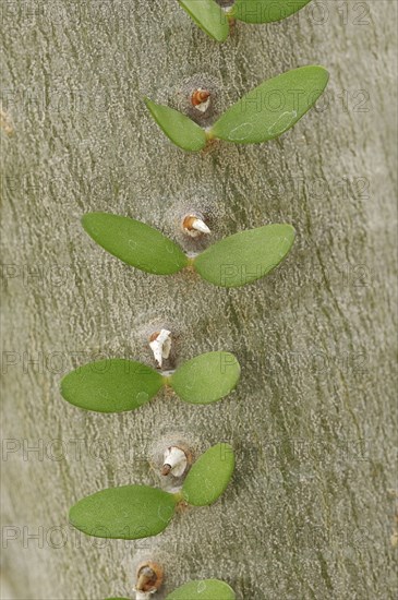 Madagascar Ocotillo (Alluaudia procera), trunk with thorns and leaves, native to Madagascar
