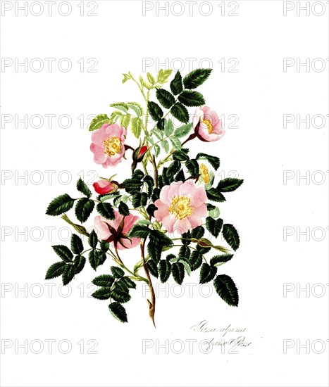 Rosa alpina, Rose, Historic rose, Rose cultivar, Illustration from 1799, Historic, digitally