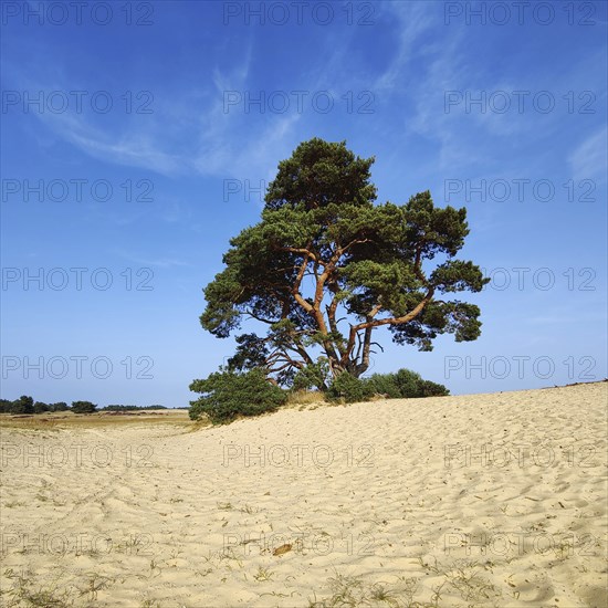 Pine tree in the De Pollen dune landscape, De Hoge Veluwe National Park, Otterlo, province of