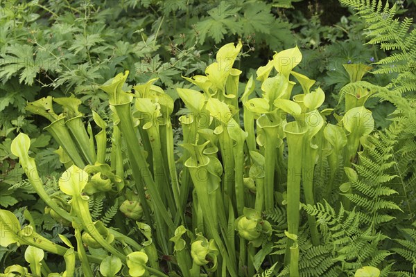 Yellow pitcherplant (Sarracenia flava) carnivorous plant, Vogelpark Walsrode, Lower Saxony,
