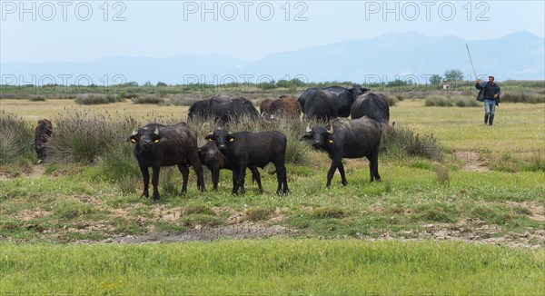 Herd of water buffaloes in a green meadow with a farmer in the background, Glikoneri, Eastern