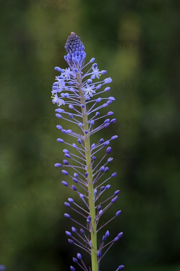 Merwilla (Merwilla), asparagus plant (Asparagaceae), flowering, flower, in spring, Kirstenbosch