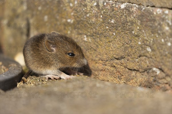 Brown rat (Rattus norvegicus) juvenile baby rodent animal by a building brick wall, England, United