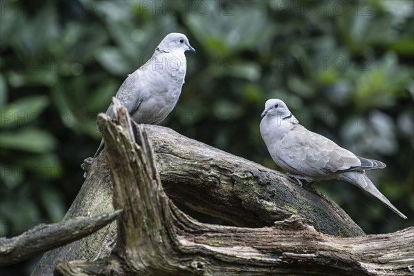 Eurasian collared doves (Streptopelia decaocto), Emsland, Lower Saxony, Germany, Europe
