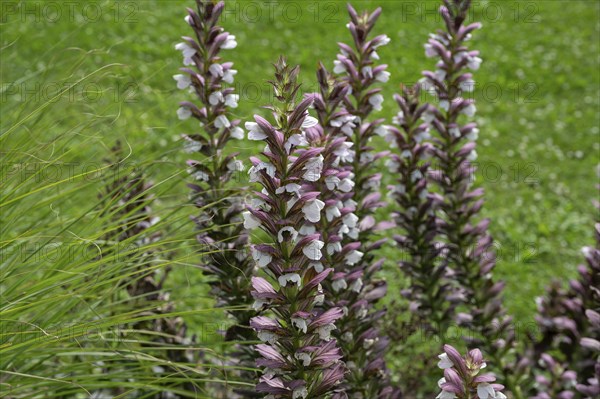 Acanthus flowers (Acanthus), Bavaria, Germany, Europe