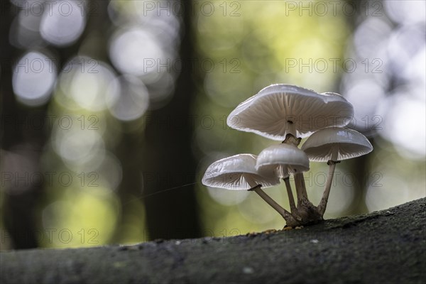 Ringed beech slime moulds (Oudemansiella mucida), Emsland, Lower Saxony, Germany, Europe
