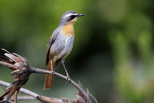 Cossypha caffra, adult, on guard, Protea, Kirstenbosch Botanical Gardens, Cape Town, South Africa,