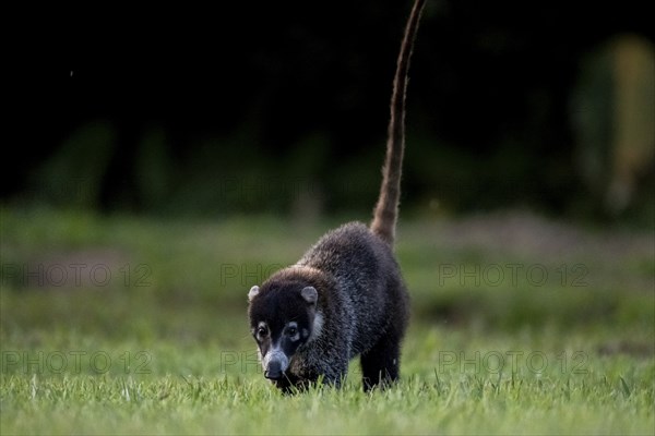 White-tailed coati (Nasua narica), adult, tail in the air, in a meadow, Sirena, Corcovado National
