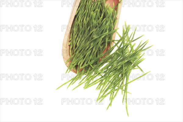 Medicinal plant, Equisetum arvense, the field horsetail or horsetail