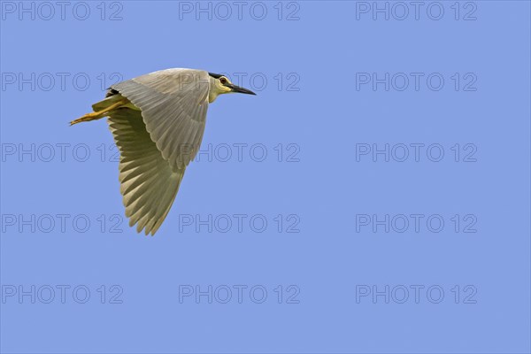 Black-crowned night heron (Nycticorax nycticorax), black-capped night heron adult in flight against