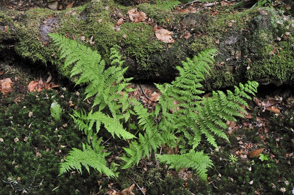Mountain Lady Fern, Alpine Forest Fern, Ferns, Alpine Lady-fern (Athyrium distentifolium) in forest