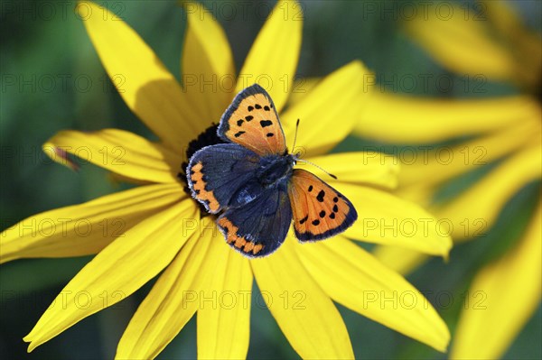 Small Copper, Lower Saxony, Germany (Chrysophanus amphidamas)