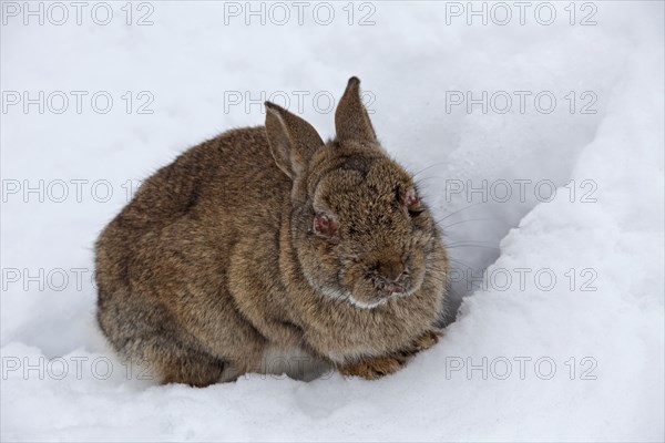 European rabbit (Oryctolagus cuniculus) in snow in winter, infected with myxomatosis disease with