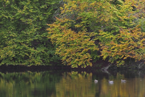 Beech trees showing autumn colours and mallards swimming in pond in the Söderåsen National Park,