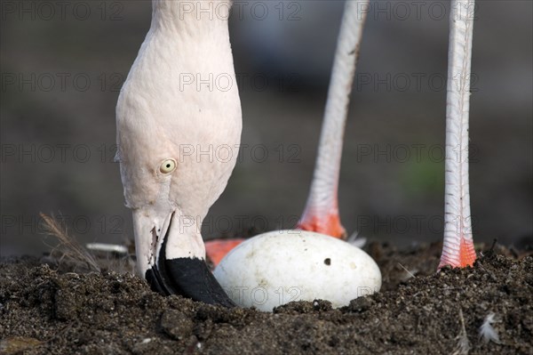 Chilean flamingo (Phoenicopterus chilensis) with egg in nest, Chile Flamingo