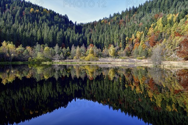 Trees reflected in the Sankenbachsee, Karsee, autumn, near Baiersbronn, Freudenstadt district,