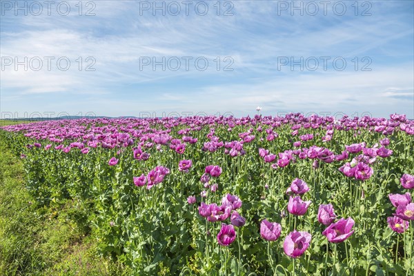 Opium poppy (Papaver somniferum), cultivation of edible poppy, poppy field, Donnersbergkreis,