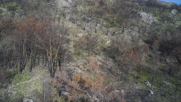 Drone image, above Kiotari, Steep slope with charred trees and sparse vegetation after a