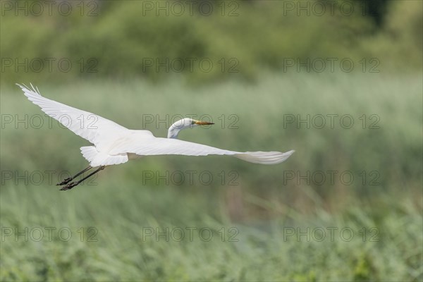 Short-eared owl (Ardea alba) in flight over a marshland. Bas Rhin, Alsace, France, Europe