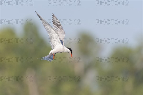 Common tern (Sterna hirundo) hovering over a marsh. Bas Rhin, Alsace, France, Europe