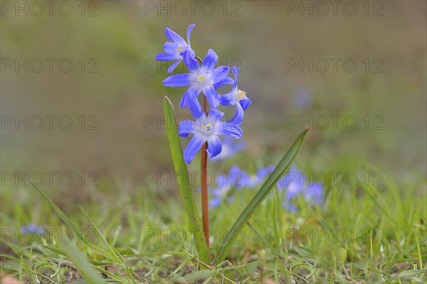 Lucile's glory-of-the-snow (Chionodoxa luciliae), flowering on forest floor, inflorescence,