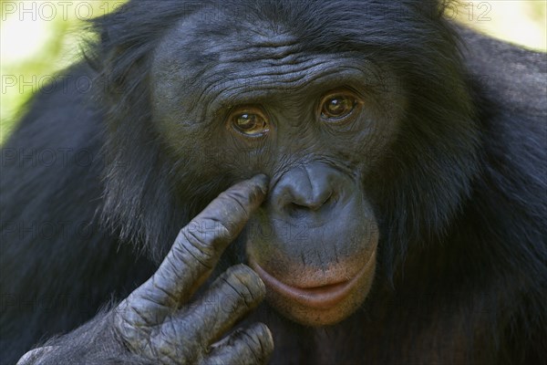 Bonobo (Pan paniscus), portrait, Lola ya Bonobo Sanctuary, Kimwenza, Mont Ngafula, Kinshasa,