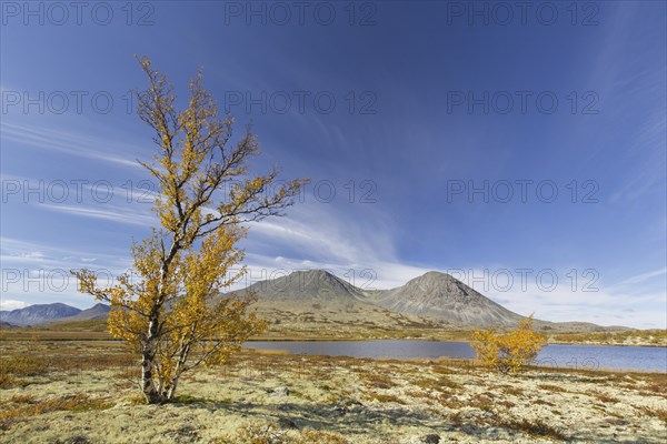 Silver birch and reindeer lichen on the tundra in autumn and the Stygghøin mountain range at