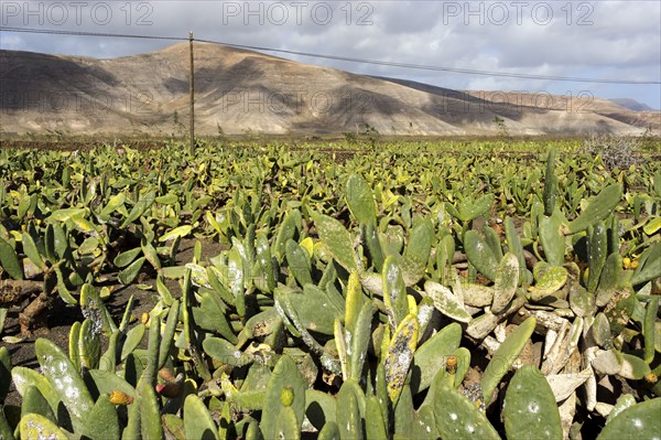 Field of cacti, Jardin de Cactus, cactus garden, Guatiza, Lanzarote, Canary Islands, Spain (Opuntia