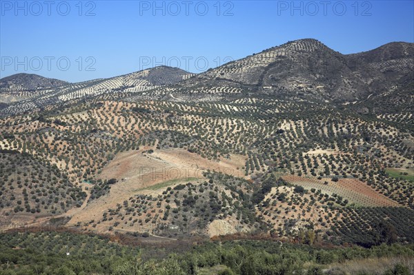 Olive plantation, Andalusia, Spain, Europe