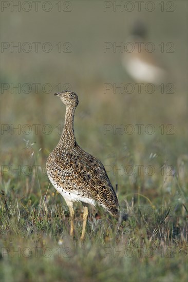 Little Bustard (Tetrax tetrax), female, Alentejo, Portugal, Europe