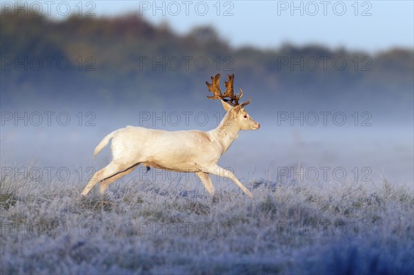 Fallow deer (Dama dama), male