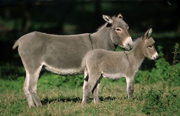 Donkeys, mare with foal, side, mare with foal, house donkey