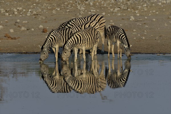 Burchell's Zebras (Equus quagga burchelli) drinking at the waterhole Chudop, Etosha National Park,