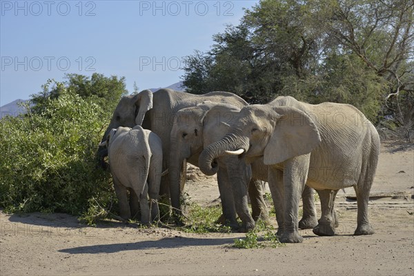 African elephants (Loxodonta africana), desert elephants standing in the dry riverbed of the Hoanib
