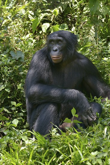 Bonobo (Pan paniscus), Lola ya Bonobo Sanctuary, Kimwenza, Mont Ngafula, Kinshasa, Democratic