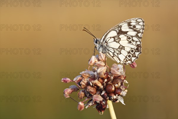 Marbled white (Melanargia galathea) in cold torpor on the flower of rocambole (Allium