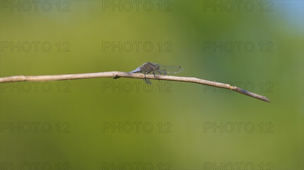 Close-up, black-tailed skimmer (Orthetrum cancellatum), male, Neustadt am Rübenberge, Germany,