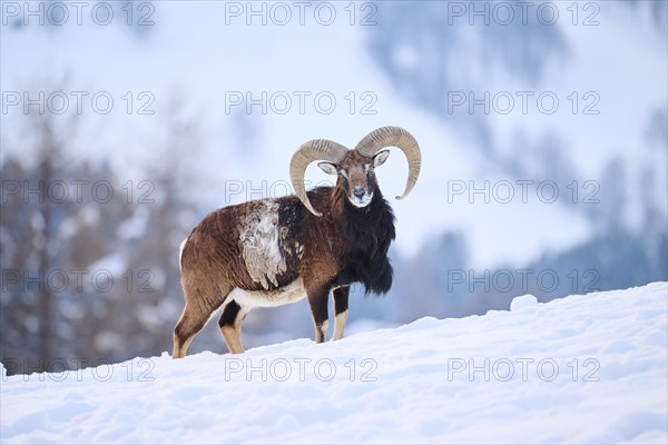 European mouflon (Ovis aries musimon) ram on a snowy meadow in the mountains in tirol, Kitzbühel,