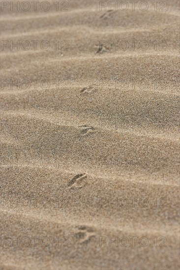 Animal track of a bird on the beach "Platja del Fangar", coast, nature reserve, ebro delta,